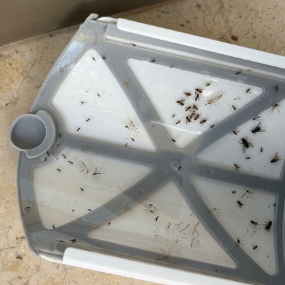 מחסנית דביקה עמוסה ביתושים וזבובים - הגיע זמן החלפה